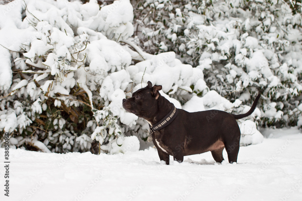 Staffordshire Bull Terrier in the Snow Staffordshire Bull Terrier in the Snow