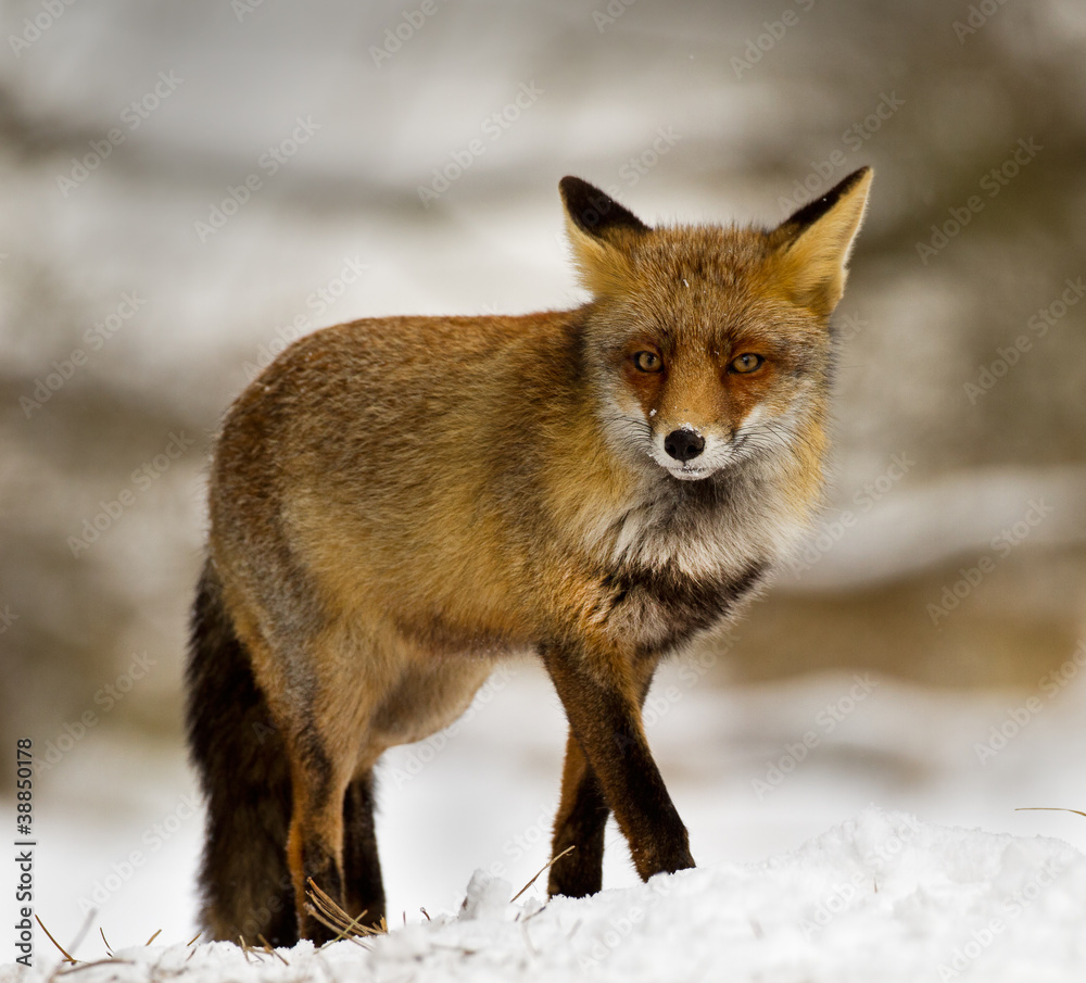 Red fox standing in the snow Red fox standing in the snow