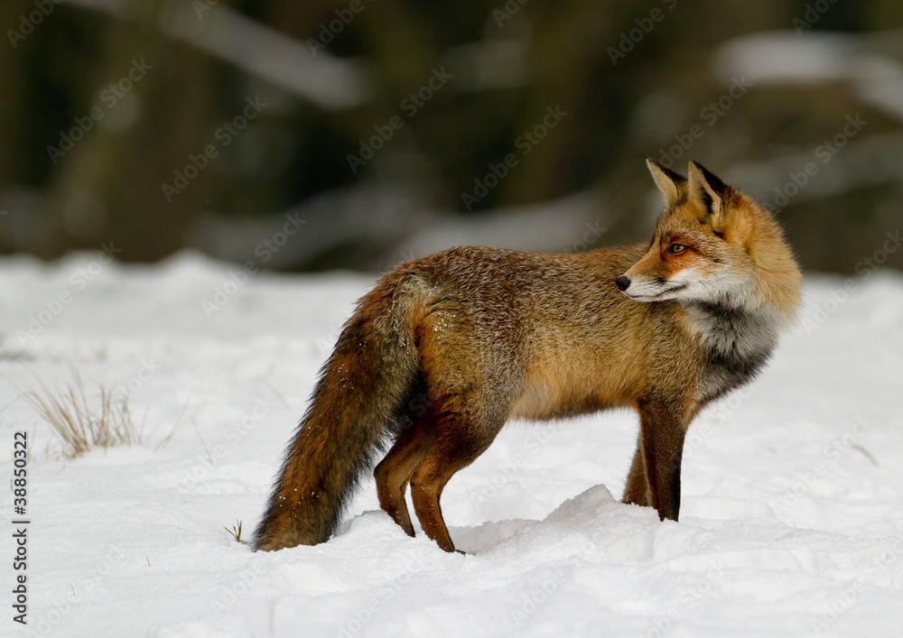 Red Fox in the snow Red Fox in the snow
