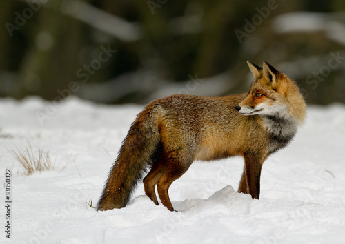 Red Fox in the snow © Menno Schaefer