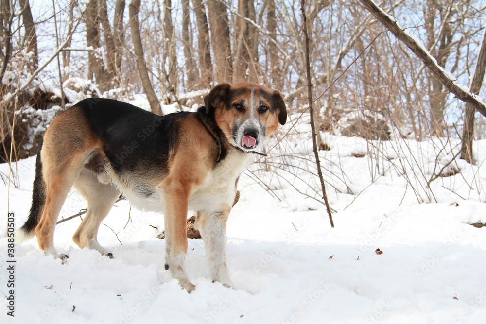 Dog in the snow with funny expression Dog in the snow with funny expression