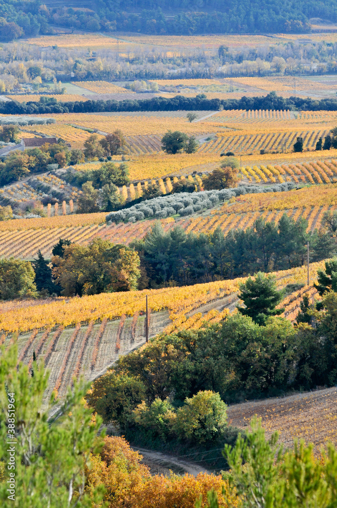 champ de vigne en automne -  Provence