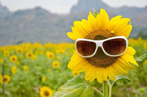 Fototapeta Naklejka Na Ścianę i Meble -  sunflower and sunglasses