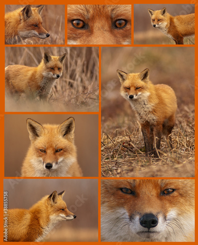 Red Fox Collage