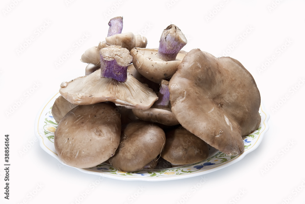 Fototapeta premium Plato de setas lipista nuda.