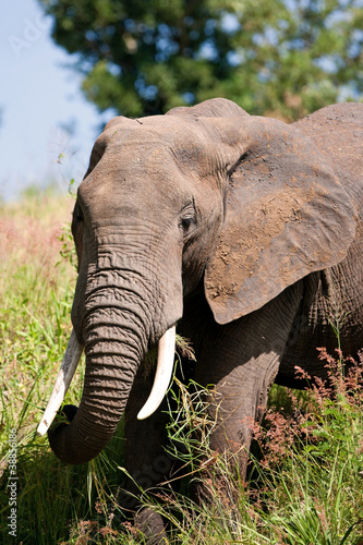 Elephant in the Tarangire National Park, Tanzania