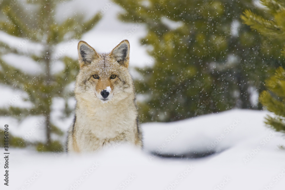 Fototapeta premium Coyote in Snow Storm. Yellowtone National Park, Wyoming.