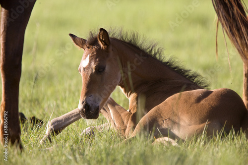 Colt newborn in field