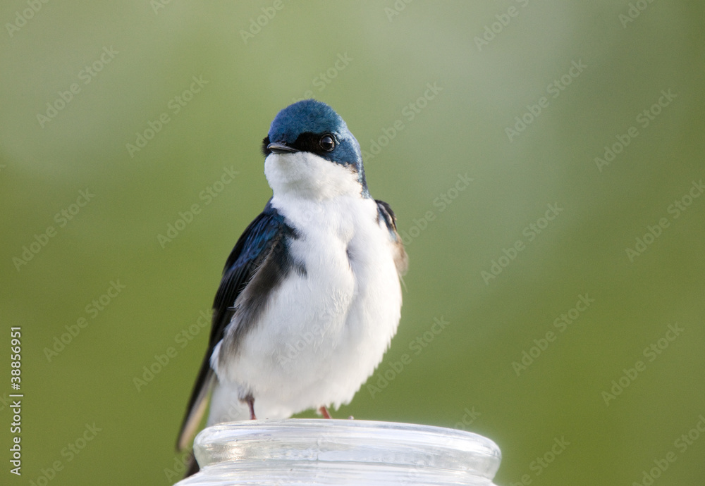 Obraz premium Tree Swallow
