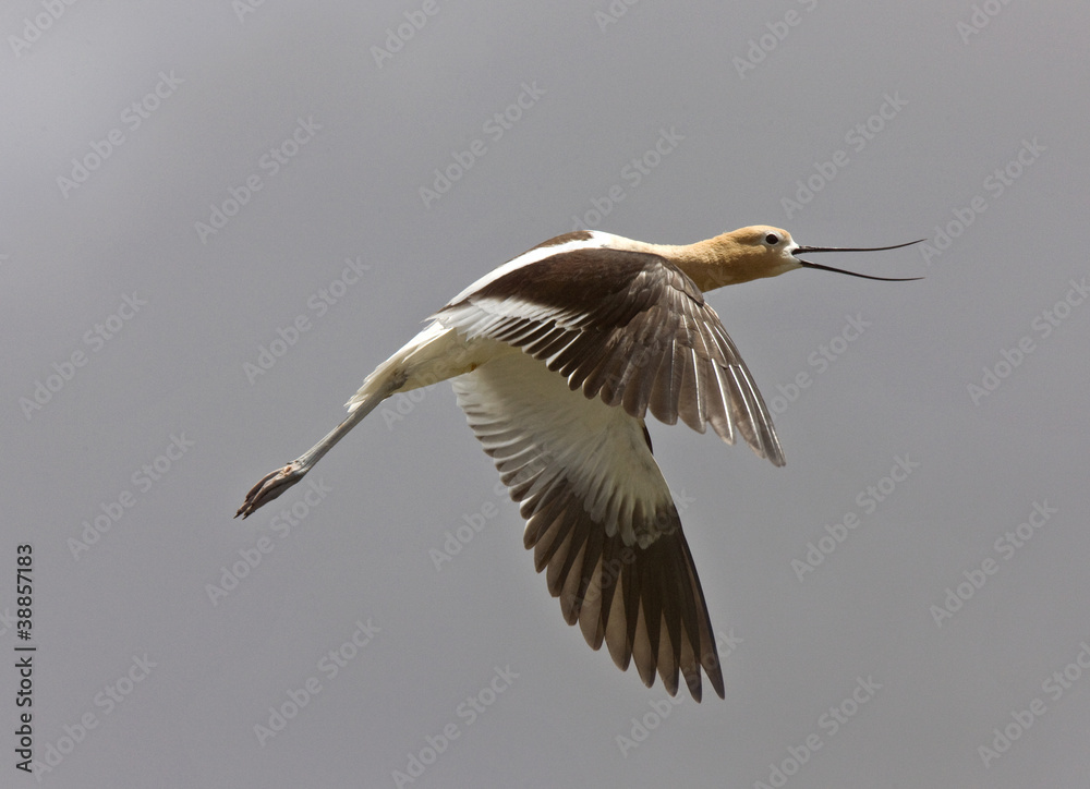 Obraz premium Avocet in Saskatchewan Canada in flight