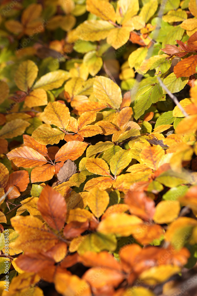 Goldener Oktober, Herbststimmung
