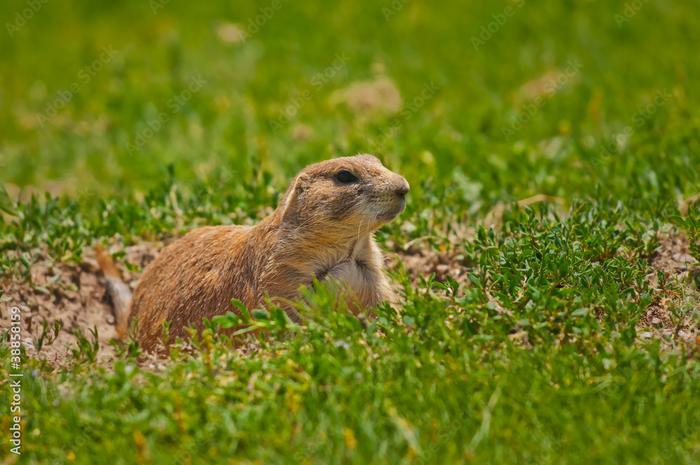 Prairie Dog At His Burrow Prairie Dog At His Burrow