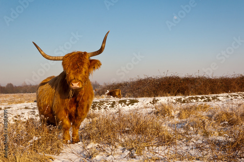 Pregnant Highland cow in winter coat