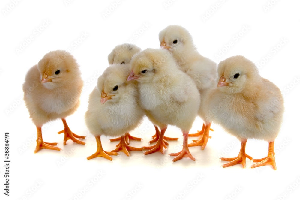 Chickens Chickens