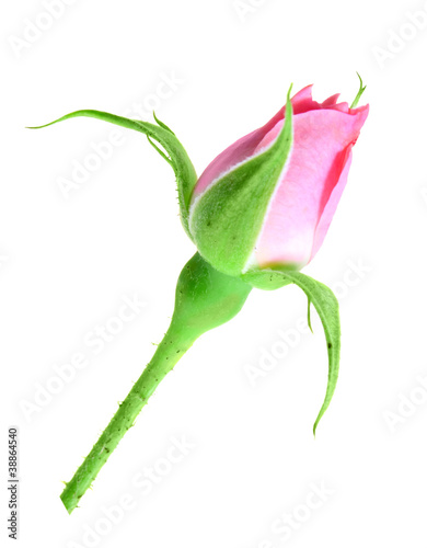 Pink rose bud on a green stalk