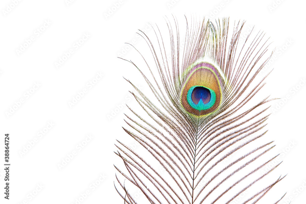 Obraz premium peacock feather