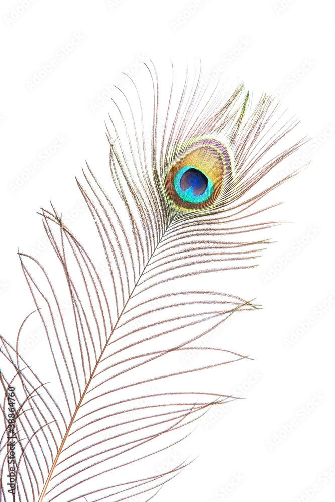 Fototapeta premium peacock feather