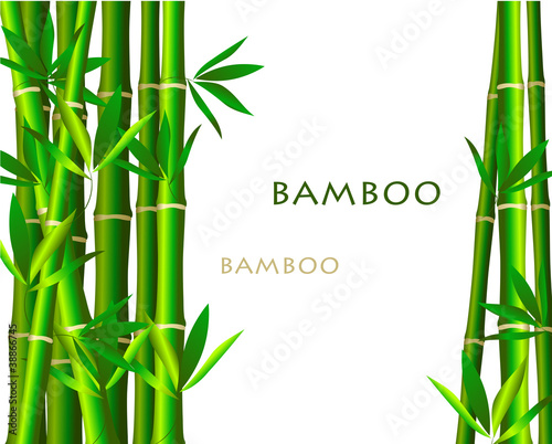 Bamboo  on white background
