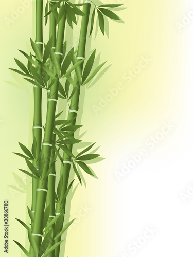 Bamboo on the old paper background