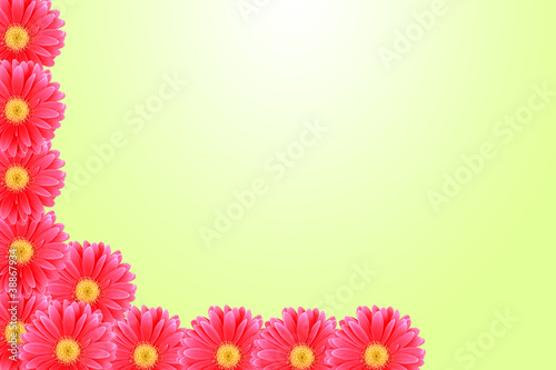 Blumenhintergrund pink Gerbera