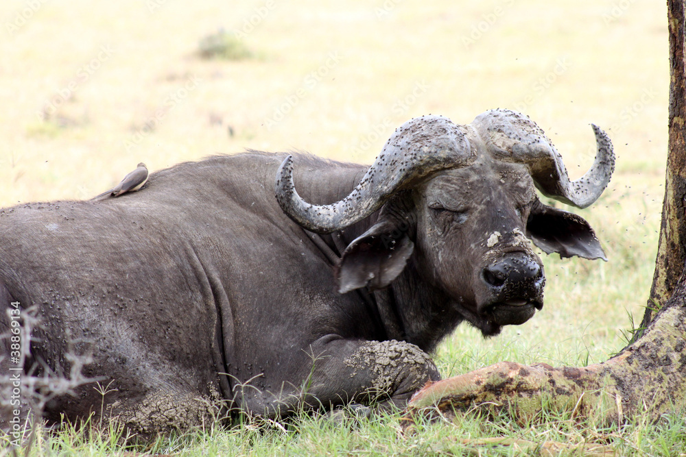 Obraz premium bufalo