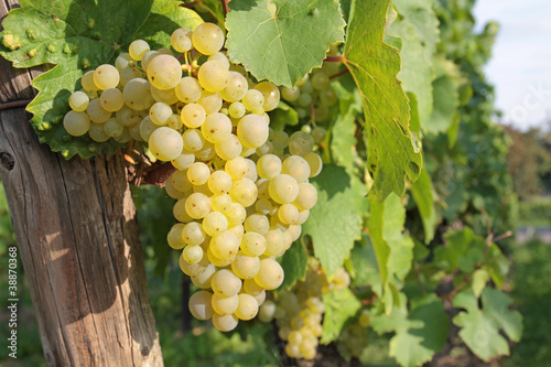 Weinbeeren