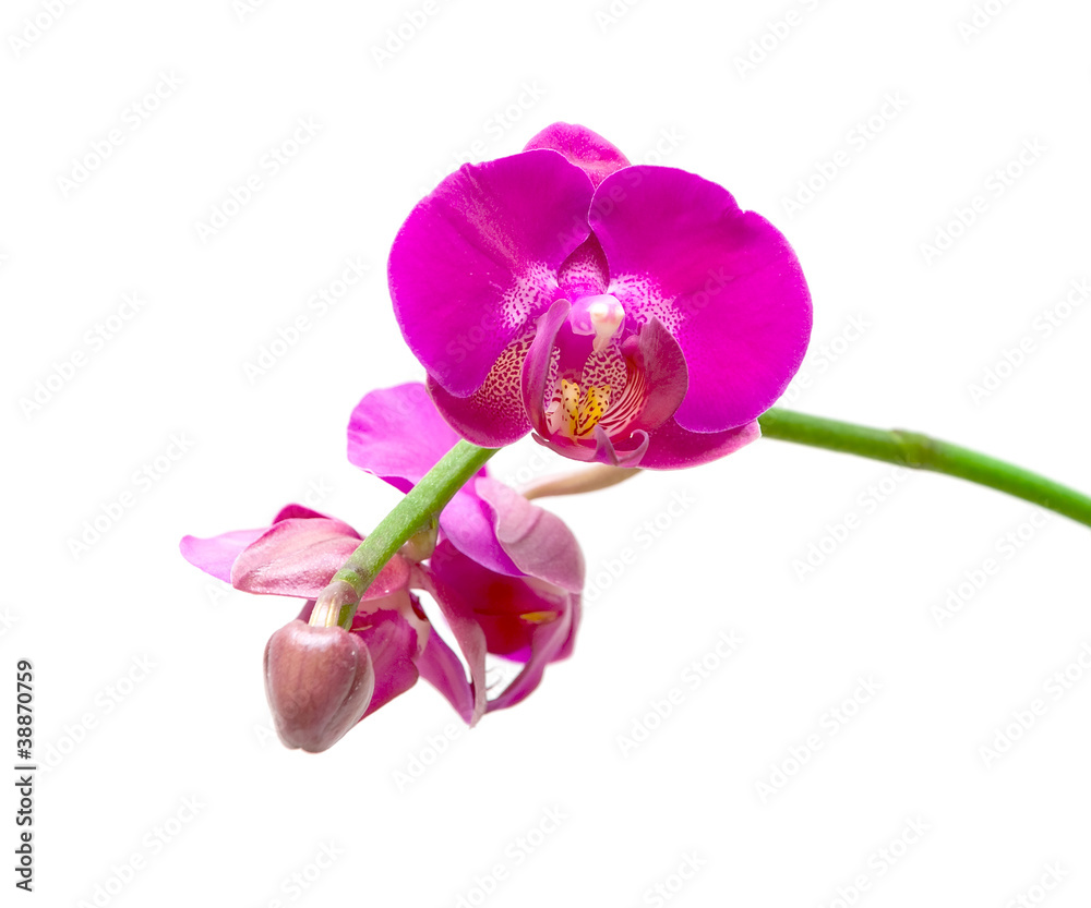 Obraz premium Beautiful blooming orchid on a white background