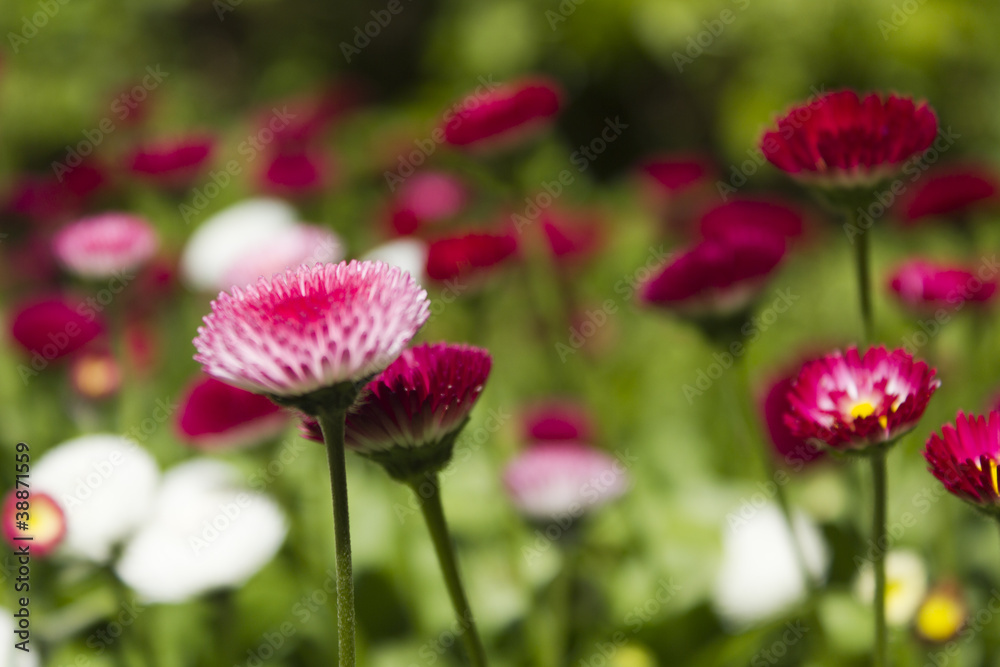 Spring Flowers Spring Flowers
