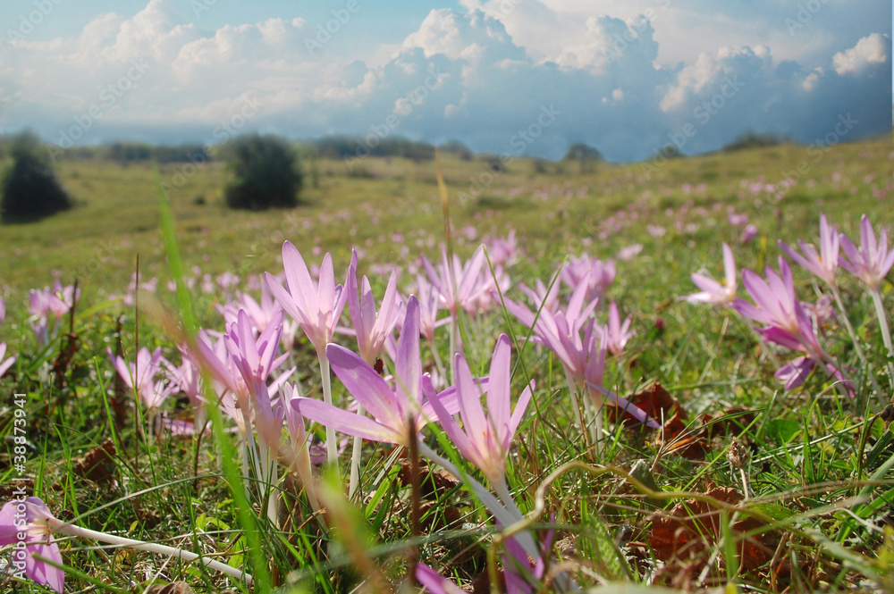 purple crocus flower meadow in springtime in the carpathian mountains