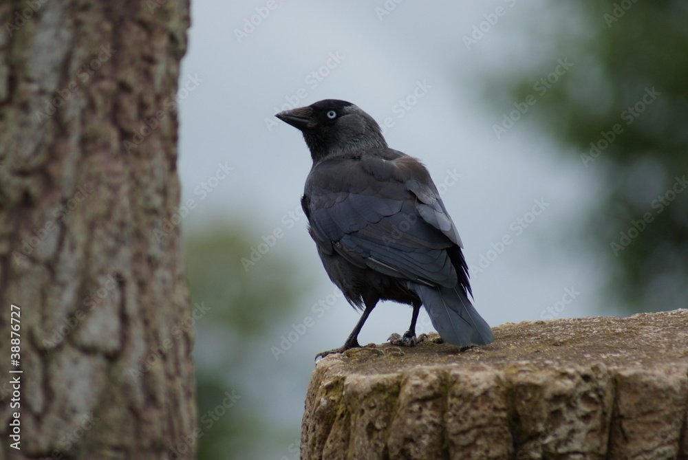 Jackdaw - Corvus monedula Jackdaw - Corvus monedula
