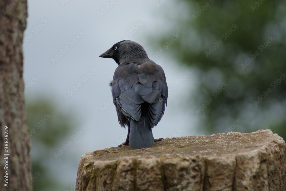 Obraz premium Jackdaw - Corvus monedula