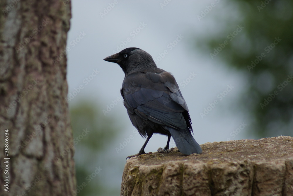 Jackdaw - Corvus monedula Jackdaw - Corvus monedula