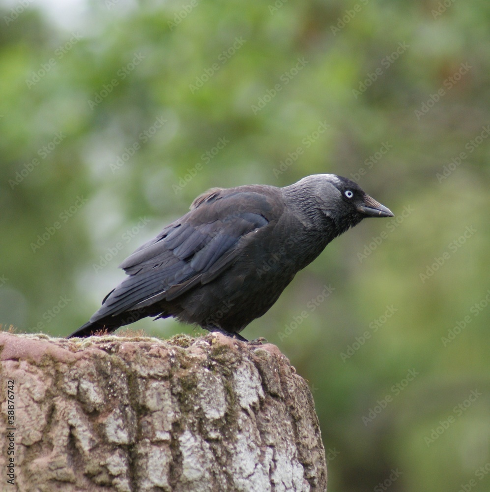 Jackdaw - Corvus monedula Jackdaw - Corvus monedula