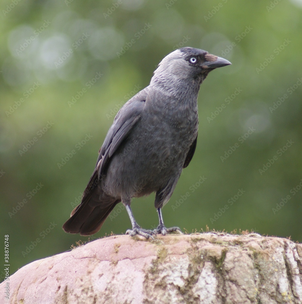 Obraz premium Jackdaw - Corvus monedula