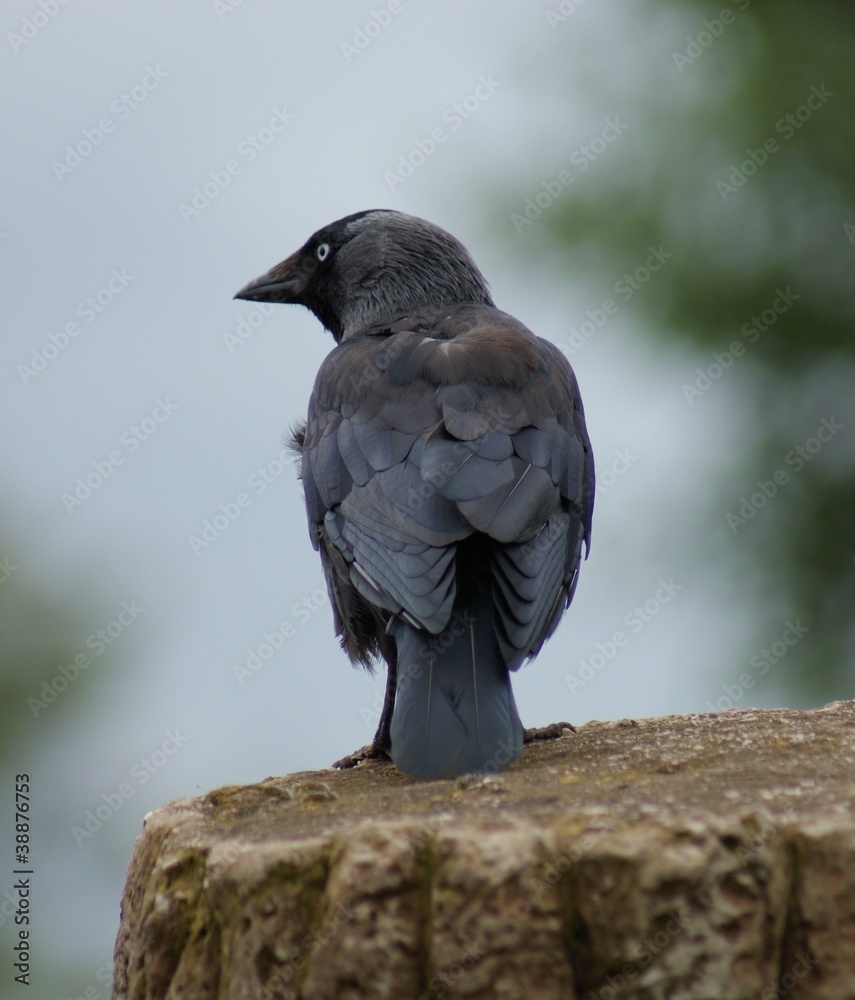 Naklejka premium Jackdaw - Corvus monedula