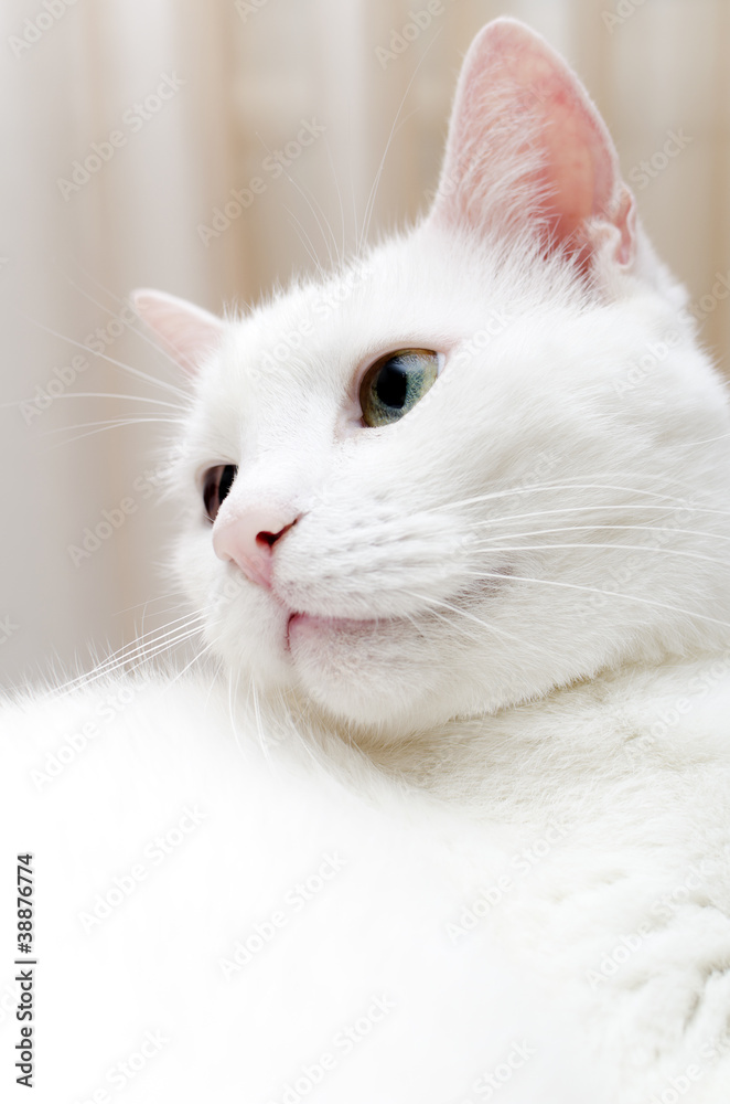 Portrait of white cat with different eyes. Blue and Green.