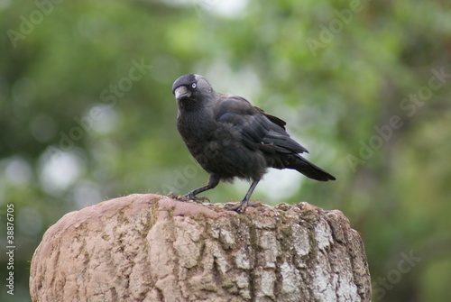 Jackdaw - Corvus monedula