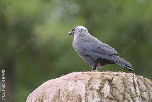 Jackdaw - Corvus monedula © Daniel Mortell