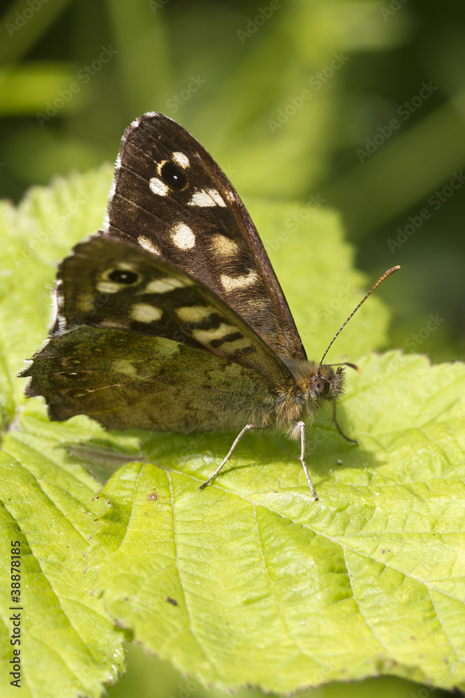 Fototapeta premium speckled wood butterfly
