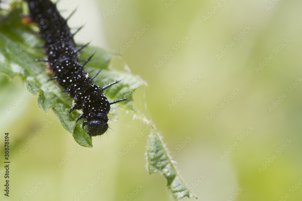 caterpillar peacock butterfly (Inachis io) caterpillar peacock butterfly (Inachis io)
