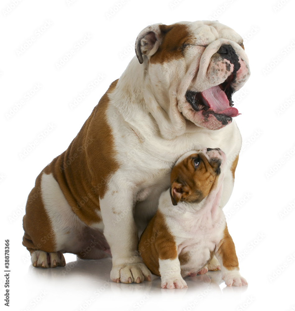 Fototapeta premium father and son dog