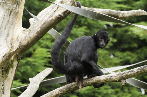 Black Spider Monkey ( Ateles paniscus)