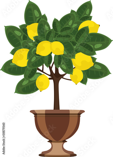 Lemon tree in a flowerpot vector illustration