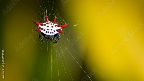 Micrathena Spider photo