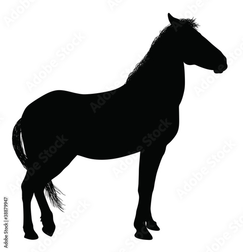 Detailed horse silhouette