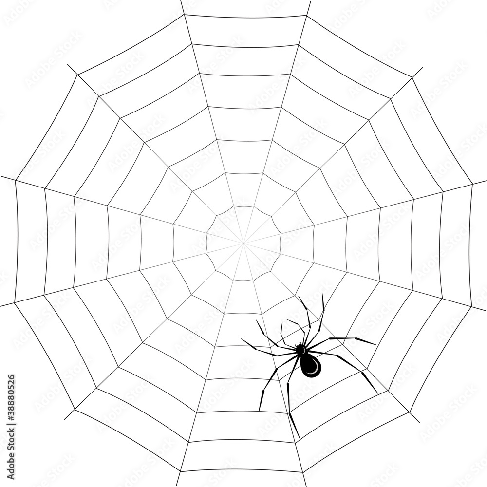 Obraz premium spider on web