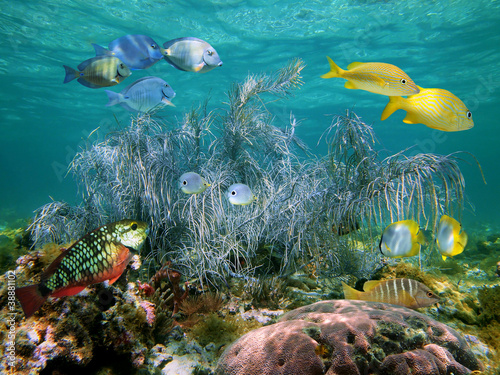 Colorful tropical fish with sea plume gorgonian coral, Atlantic ocean, Bahamas islands