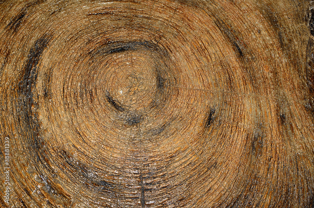 Fototapeta premium Cross section of tree trunk