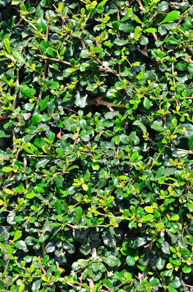 Many green leaves for background Many green leaves for background