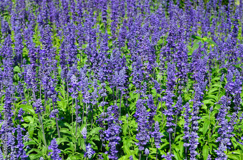 Background of purple flower in garden